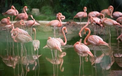 ¿Por qué Colombia es el país de las aves?