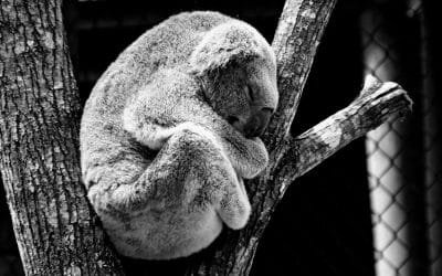 Koalas podrían extinguirse en una zona de Australia