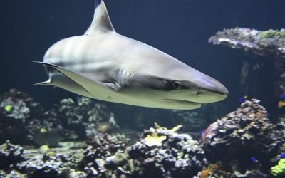 ONG invita a humanos a coexistir con tiburones