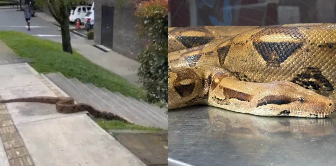Recuperan una boa constrictor en una calle de Medellín