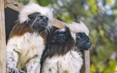 Cada hora en el país son liberados dos animales de fauna silvestre