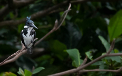 Colombia tiene 67.000 especies de fauna y flora registradas