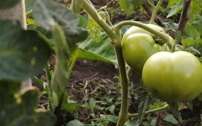 Seis negocios colombianos son finalistas de los premios Latinoamérica Verde