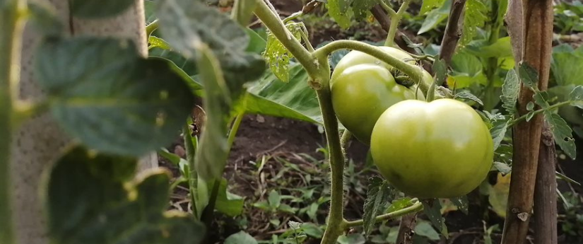 Seis negocios colombianos son finalistas de los premios Latinoamérica Verde