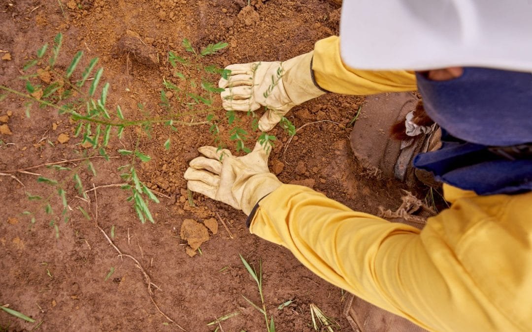 sector minero apoya al Minambiente con siembra de millones de árboles