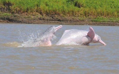 Investigan la capacidad de los animales de planificar o pensar sobre su futuro