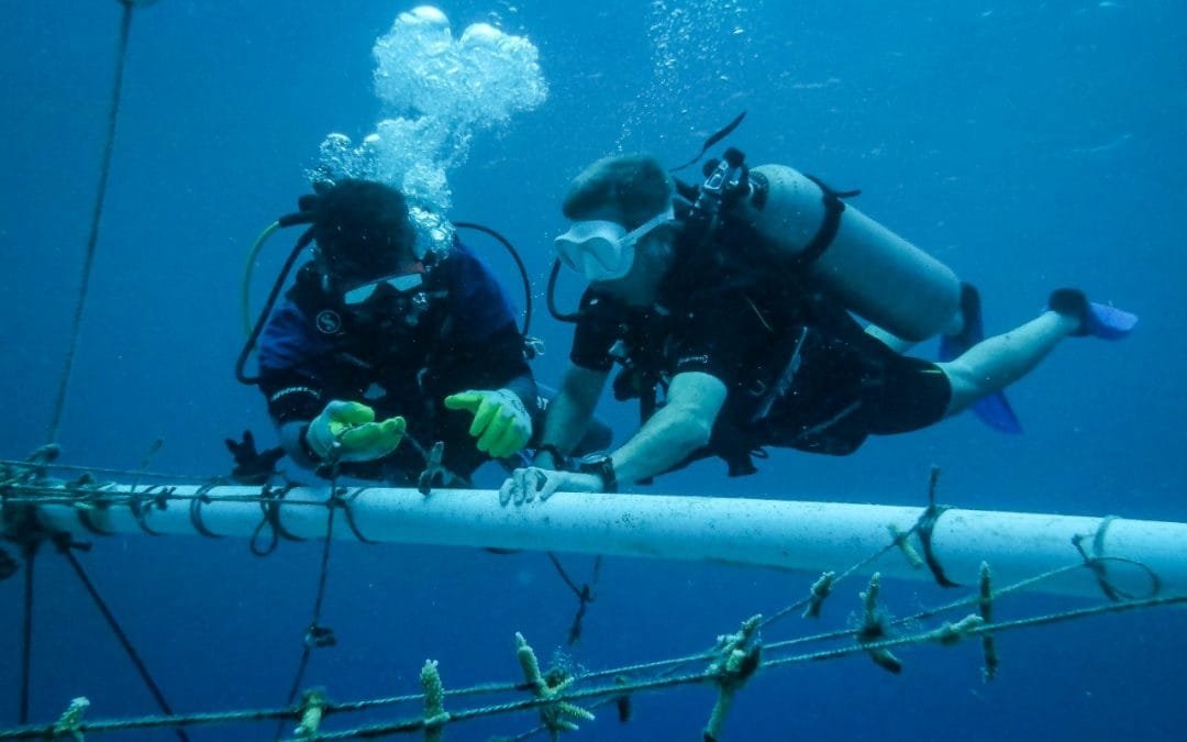 Minambiente le hizo seguimiento a la siembra de corales en San Andrés