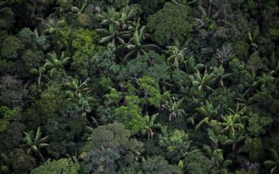 Reducción de la deforestación es posible de la mano de las comunidades