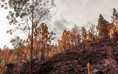 Consejos para evitar un incendio forestal