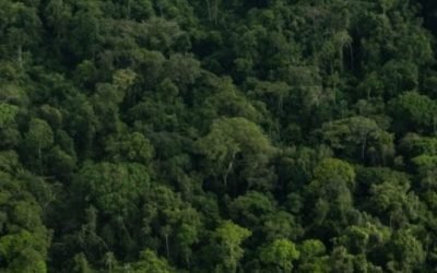 Minería está prohibida en Parques Nacionales, reservas forestales y páramos