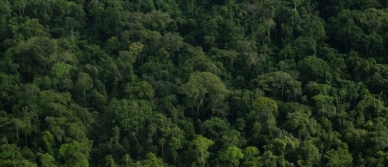 Minería está prohibida en Parques Nacionales, reservas forestales y páramos