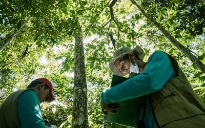 ¿Sabe cómo se monitorean los bosques en Colombia?