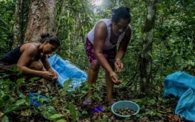 Intercambio de conocimientos en la selva Maya: líderes amazónicos aprenden prácticas sostenibles de campesinos guatemaltecos