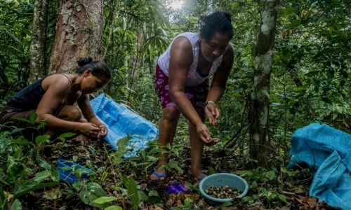 Intercambio de conocimientos en la selva Maya: líderes amazónicos aprenden prácticas sostenibles de campesinos guatemaltecos