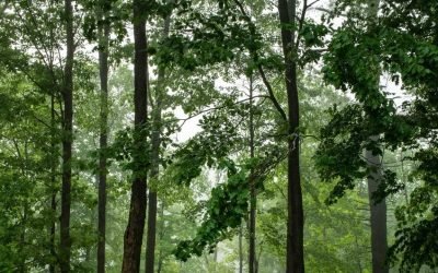 Cinco cosas que debe saber sobre los bosques