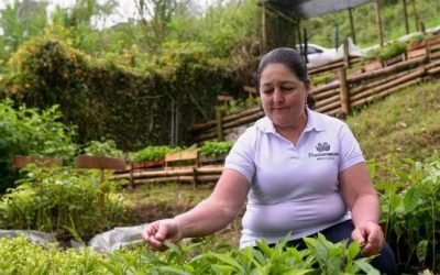 Más de $300.000 millones han invertido para restaurar bosques