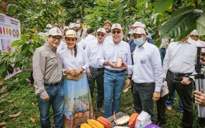 Destinan $12.000 millones para renovación del cacao