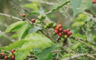 La cosecha cafetera de 2022 valdría 13 billones de pesos