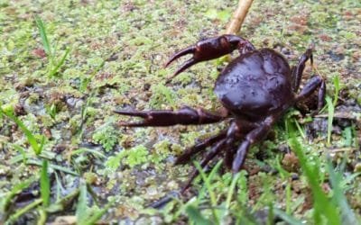 Las principales amenazas de los cangrejos de agua dulce