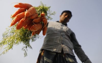 Los costos ocultos de los sistemas agroalimentarios mundiales