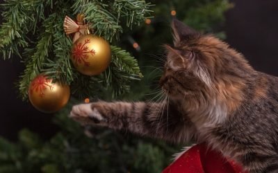 Bolas decorativas de cristal, árboles, cables: cómo cuidar al gato en Navidad