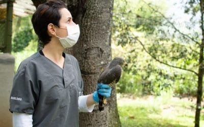 Invertirán $12 mil millones en el Centro de Atención y Valoración de Fauna Silvestre