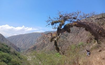 Promueven vivero para preservar la ceiba barrigona del Chicamocha