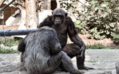 Sacrifican a dos chimpancés que escaparon de bioparque en Pereira