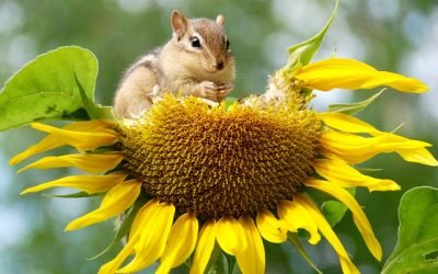 Canadá, sede de segunda parte de la cumbre sobre biodiversidad