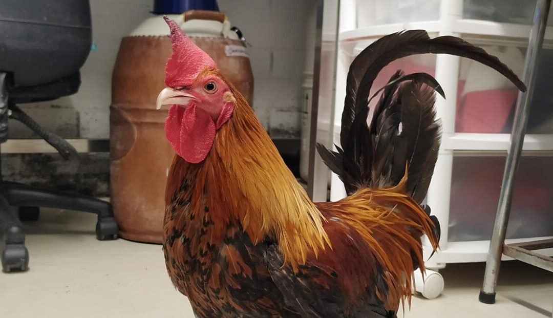 En Medellín, a un gallo se le elaboró una prótesis para movilidad
