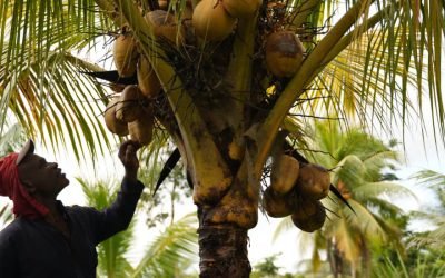 Destinarán $65 mil millones para rescatar y fortalecer producción de coco en litoral Pacífico