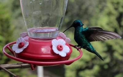 Colibríes dependen de los colores que ven para alimentarse