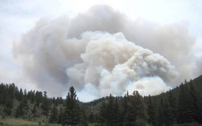 Miles de árboles son calcinados en incendios de California