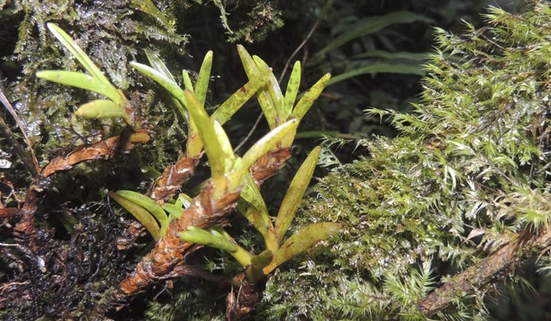 Serranía de los Churumbelos, una casa para la biodiversidad