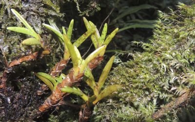 Serranía de los Churumbelos, una casa para la biodiversidad