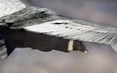 Liberan cuatro cóndores de los Andes en la Patagonia chilena