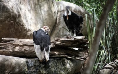 Minambiente suscribe convenio para la conservación del cóndor de los Andes