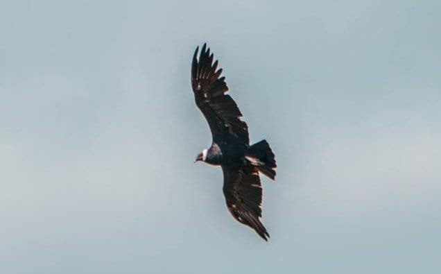 “Debemos ser guardianes de nuestras especies”: ministro Correa tras muerte de tres cóndores en Santander