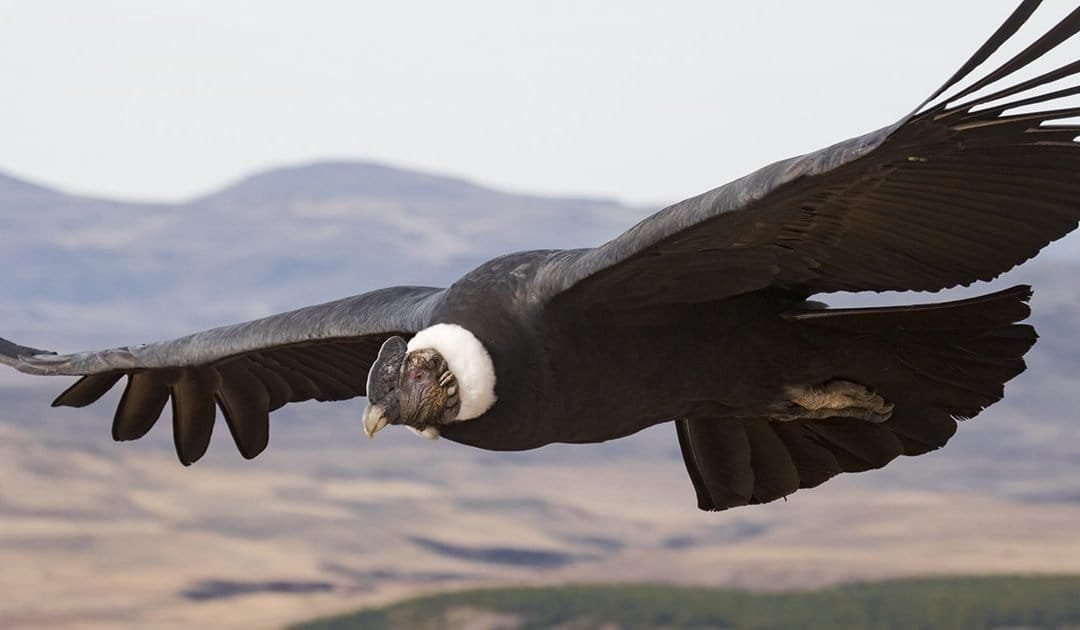 Se avecina primer censo de cóndor andino en Colombia