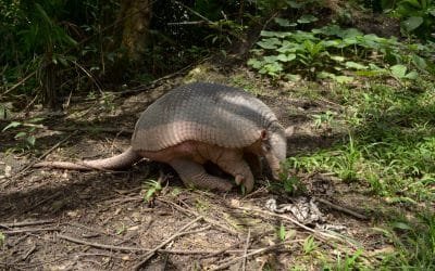 Cuidemos a los armadillos: ayudan a equilibrar los ecosistemas