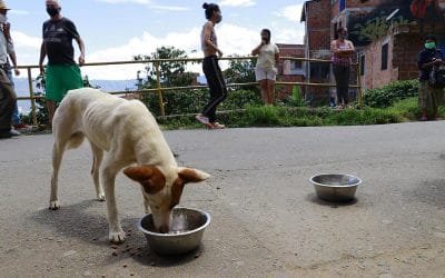 Área Metropolitana vela por los animales