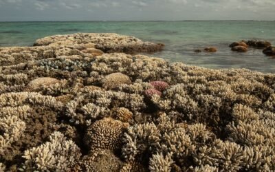 Si no se revierte el calentamiento global, los arrecifes de coral podrían desaparecer