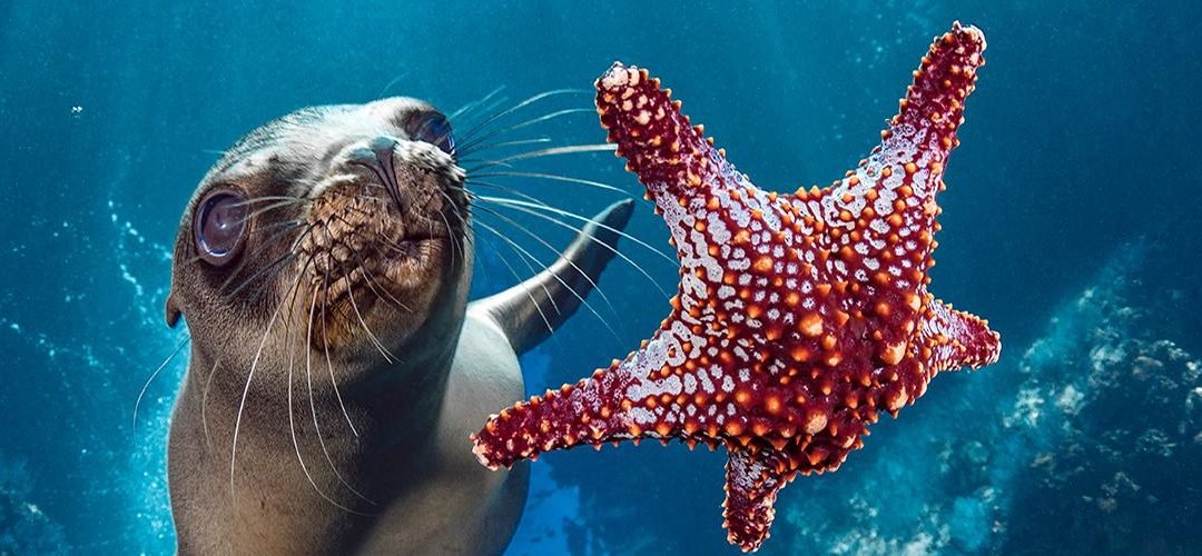 Planeta oceánico: las corrientes están cambiando