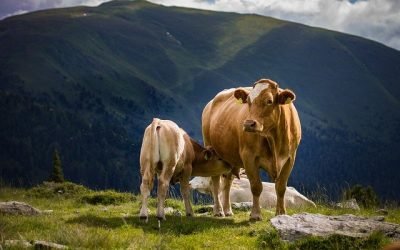 Red lechera del Cauca: proyecto que impulsará paz y desarrollo