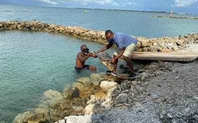 En Cartagena, se adelantan acciones para proteger a las tortugas marinas