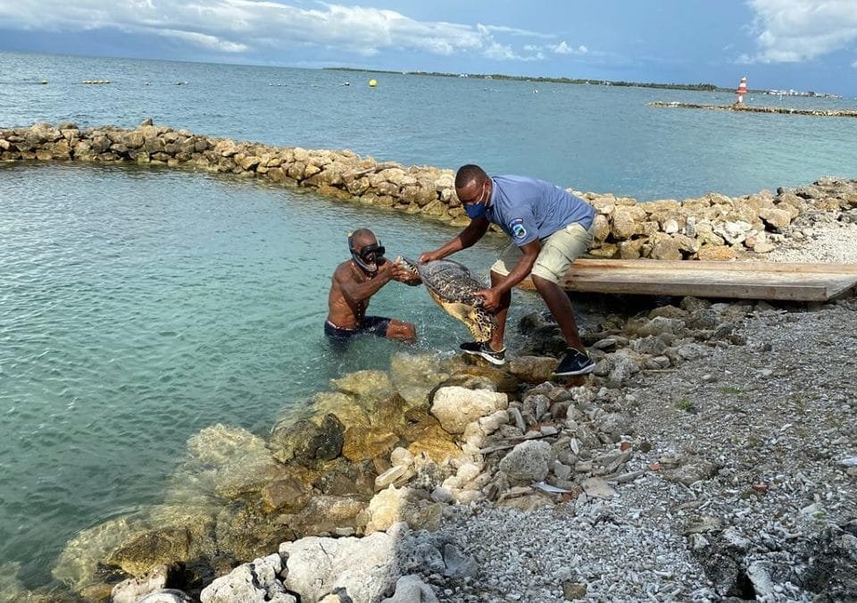 En Cartagena, se adelantan acciones para proteger a las tortugas marinas