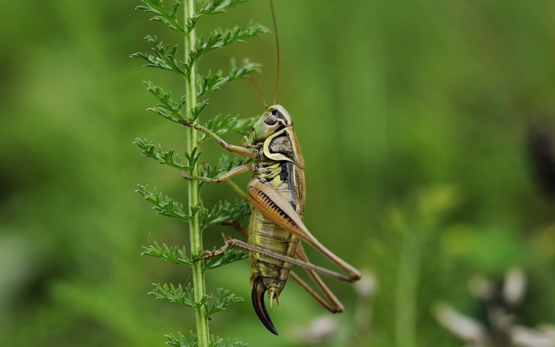 Los insectos más comunes, clave para la biodiversidad, están desapareciendo