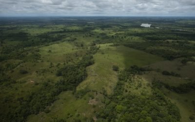 El 13 % de la deforestación anual de Colombia está vinculada a cultivos ilícitos