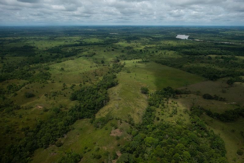 El 13 % de la deforestación anual de Colombia está vinculada a cultivos ilícitos