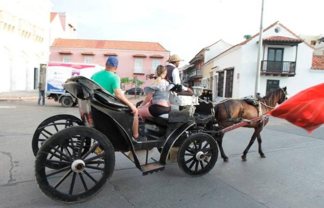 Cartagena: investigan muerte de 12 caballos
